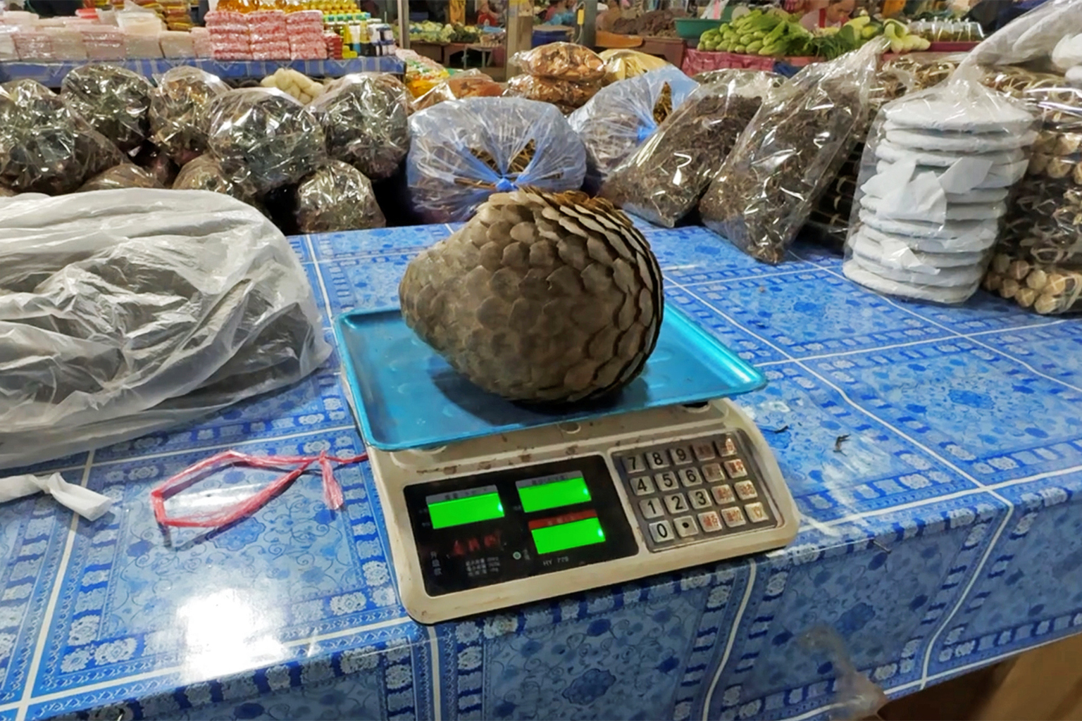 Laos’ illegal wildlife shops boom by duping Chinese mass tour groups