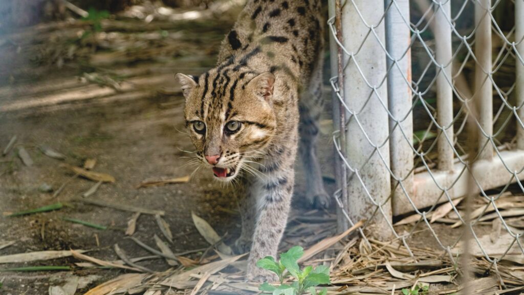 A male fishing cat at the Wildlife Friends Foundation Thailand awaits feeding time in its enclosure in May 2025. Image by Carolyn Cowan / Mongabay.