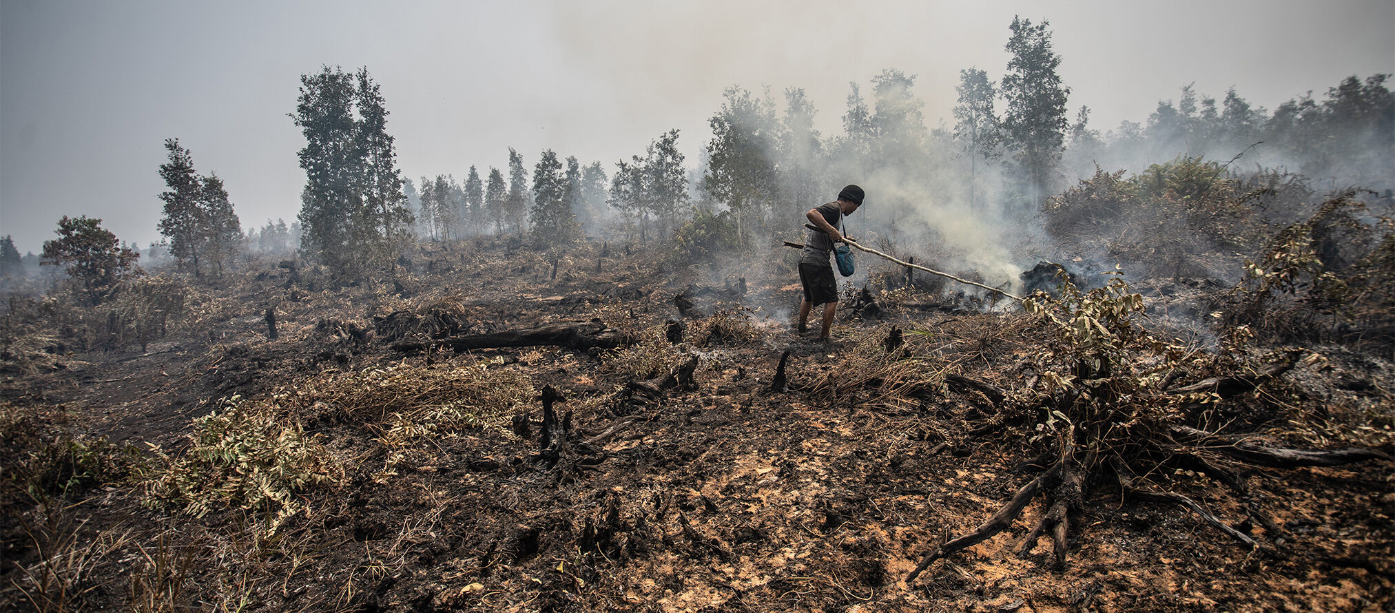 Indonesian palm oil company sues experts who helped secure $18m pollution ruling