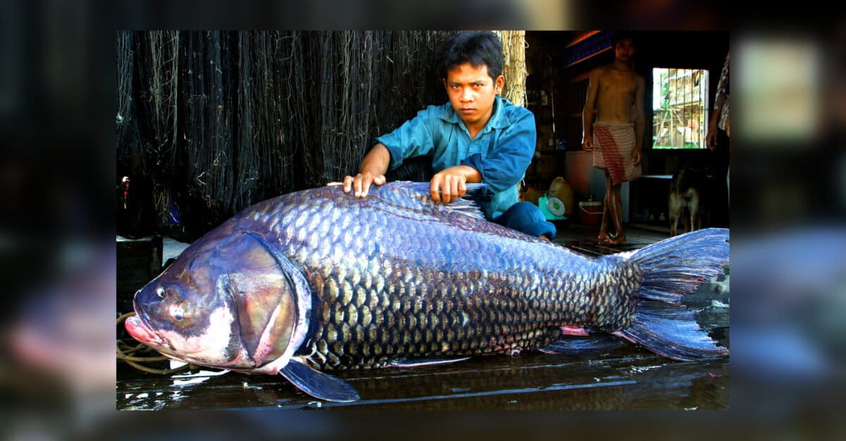 Shrinking Mekong megafish underlines risks to the river, study finds
