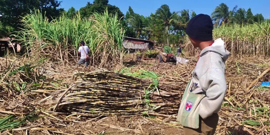 Thailand’s eastern sugarcane sector hit by labour crunch