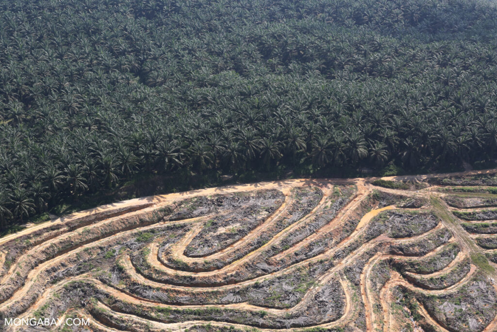 After years of progress, Indonesia risks ‘tragedy’ of a deforestation spike