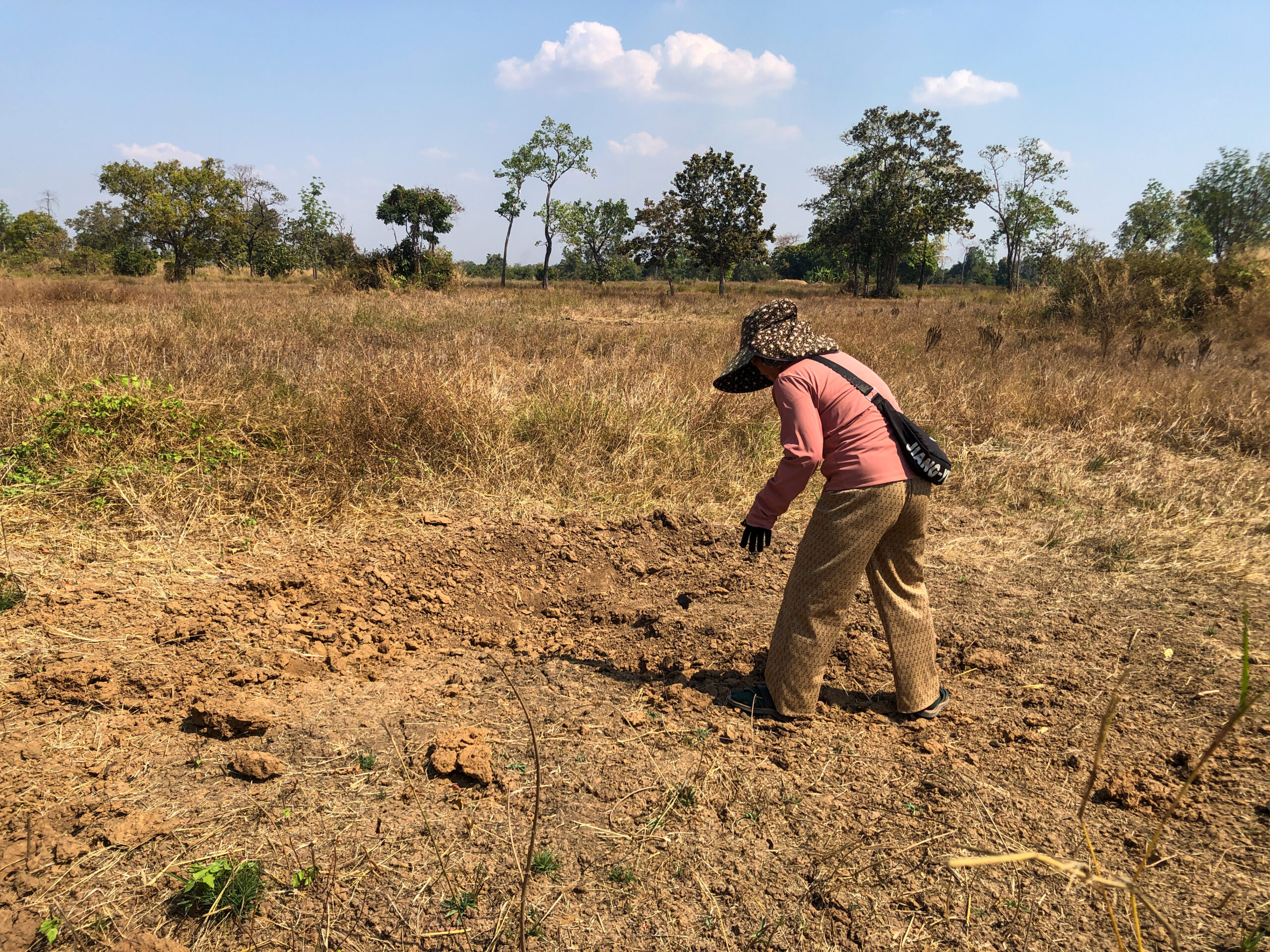 Khieu Chhorvy searched for pieces of exploded bombs in her relative's rice field about 200 meters behind her house in Cambodia's Preah Vihear province on January 15, 2026. (Meng Kroypunlok/Mekong Independent)