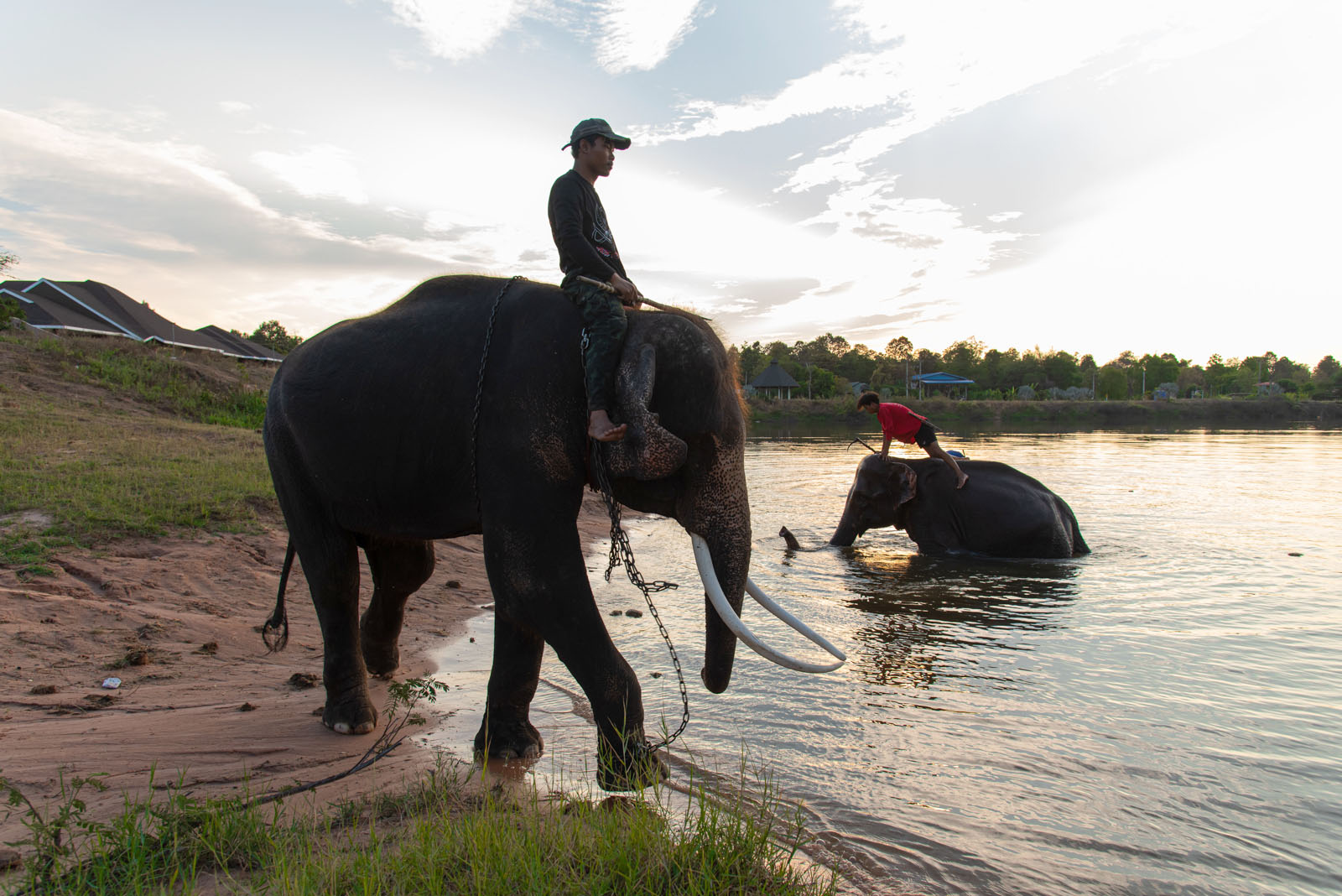 Thai Kui elephant mahouts bathe their elephants in a village pond in Ban Nong Bua in Surin Province. The decline in tourism income since the conflict began has made it challenging to look after their elephants. Photo: Peerapon Boonyakiat/HaRDstories