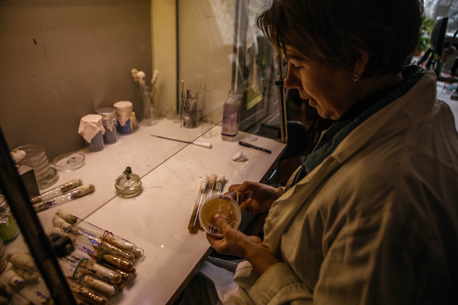Shelling, landmines and air raids. Yet Ukrainian mycologists carry on